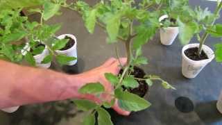 How to Create Double Stem Tomatoes What are Double Production Stems  The Rusted Garden 2013 [upl. by Aenneea]