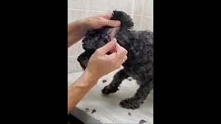 Plucking the hair from a dogs ears with tweezers demo PoodleChihuahua [upl. by Wolfram312]