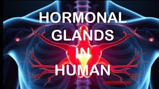 hormonal glands in human  biology hormones glands biology eduguide lifescience education [upl. by Ahsiet]