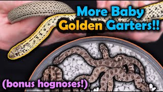 Our Golden Garters and Hognose Snakes had more Babies [upl. by Alfred]