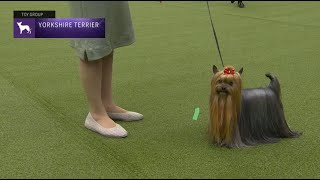 Yorkshire Terriers  Breed Judging 2023 [upl. by Johnette]