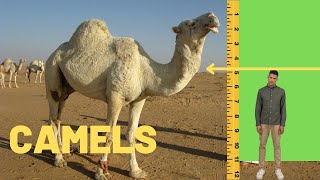 All About Camels Camels Types Camels Eyelashes Camels vs Dromedary Why Camels Have Humps [upl. by Etteinotna358]