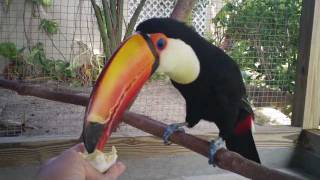 Toco Toucan Eats 1st Hard Boiled Egg [upl. by Erdna]