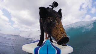 GoPro Kama The Surfing Pig [upl. by Enitsirt]