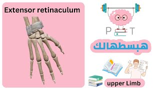 Extensor retinaculum upperlimbهبسطهالك [upl. by Giffie291]