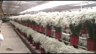 Gypsophila farm visit FLOWEX 2016 [upl. by Akers]