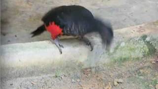 Pesquets Parrot eating soil geophagy [upl. by Allista76]