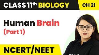 Human Brain Part 1  Neural Control And Coordination  Class 11 Biology NEET  AIIMS [upl. by Okeim]