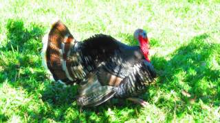 Pavo Comun Macho Meleagris gallopavo  Common male turkey [upl. by Hannala]