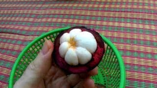 Picking and Eating a Ripe Purple Mangosteen  Garcinia Mangostana  HD Video [upl. by Markos605]