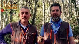 Caccia alla Beccaccia 2021 con i Setter SilarisDAmbrosio  Hunting Woodcock [upl. by Beata]