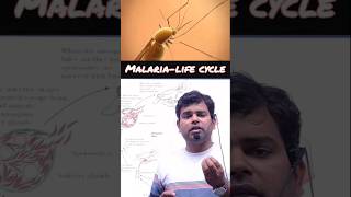 Life cycle of malaria parasite biology neet malaria shorts viralshorts mbbs [upl. by Malone792]