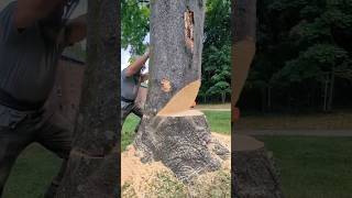 Felling ailanthus treestraubtreeexperts dangerous hasqvarna treework [upl. by Tertia]