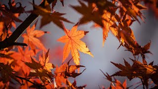 Rumori dell’Autunno Suono delle Foglie Atmosfera Autunnale Rilassante Dormire nella Natura Relax [upl. by Assenna417]