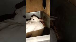 Albino kokatel trending music love топ trending birdslover musictrends viralvideo birds [upl. by Ahsas983]