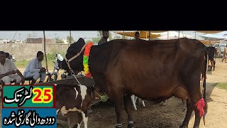 Cow ki fresh Demand in Sheikhupura and Sheikhupura Mandi  Today Sheikhupura Cattle Mandi review [upl. by Niloc]