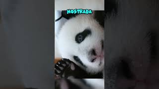 Este bebé panda fue abandonado por su madre [upl. by Elly]