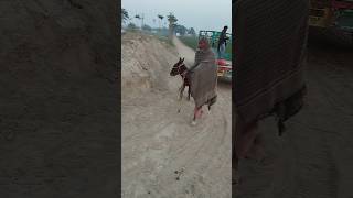 Winner Donkey race with man best short donkey [upl. by Retsam150]