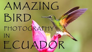 Photograph the Amazing amp Beautiful Birds of Ecuador  Guided Wildlife Photography Tour [upl. by Lennaj237]