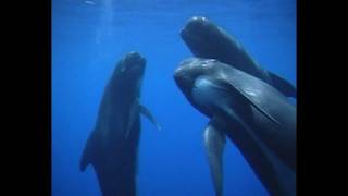 Cetaceans of the Pelagos Sanctuary  a footage by Tethys [upl. by Jaqitsch236]