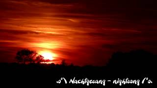 Nachtgesang  nightsong [upl. by Ajet]