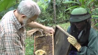 Beekeeping Extension in Vietnam [upl. by Ellis]