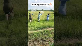 Hunting Tarantula amazing farming shortsvideo [upl. by Denys42]