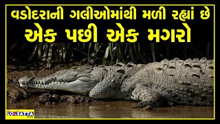 Crocodile on roads in Vadodara during heavy rain  fake airport video goes viral [upl. by Burck]