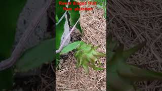 Rawat dragon fruit new plant 8th month growth [upl. by Phelan]