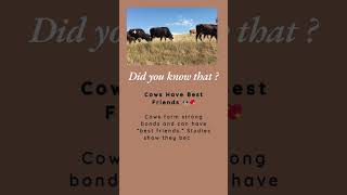 Did you know that Cows Have Best Friends 🐄💖cows trivia shorts [upl. by Leirrad]