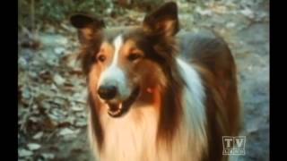 2 Rangers Lassie Season 15 Eps 22 Walden [upl. by Kcired113]