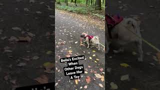 Puggle loves finding toys doglover dogshorts pugglesofinstagram [upl. by Adnerad]