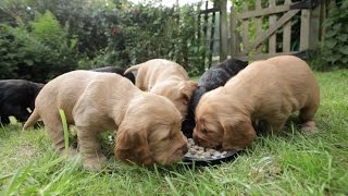 Cocker Spaniel Puppies  5 Weeks Old [upl. by Rivi]