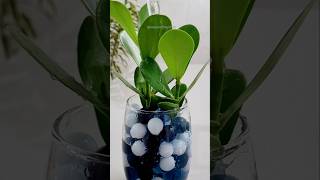 Clusia fica linda decorada com bolinhas se gude shortvideo youtubeshorts plantas [upl. by Osrock570]