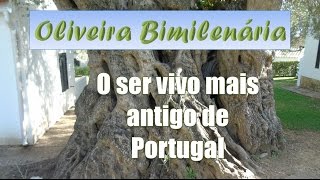 Oliveira Bimilenária  O ser vivo mais antigo de Portugal [upl. by Ellerihs]