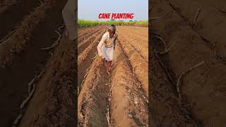 Cane planting farming sugarcane sugarplant shortvideo [upl. by Eerehc672]