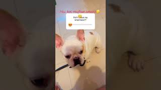 Funny video😘 Dog Doglover cute Trending Pet Pets Youtubeshorts Viral comedy reels love [upl. by Kemeny]