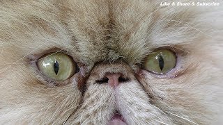 4K  Katze  Perserkatze  Perserkater Fotomodel  video background hd [upl. by Mintz]