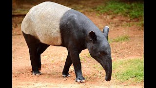 INDIAN SMALL ELEPHENT  ELEPHENT  Tapir information Documentary South American tapir infopediajm [upl. by Christean]