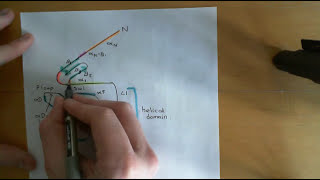 G Protein Coupled Receptors Part 4 [upl. by Ong]