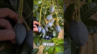 Zaitun Hitam China Mirip Kemayau Kalimantan buah kemayau shorts [upl. by Harv]