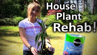 Houseplant Care  Bring Your Dying Houseplants Back to Life  DIY [upl. by Seale]