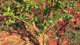 Training Pomegranate Plants for Healthy and Maximum Crop [upl. by Ettenrahc457]