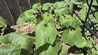 Why is my SquashZucchini dying  Managing Squash Vine Borers [upl. by Jazmin]