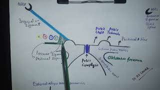 Inguinal Region anatomy with Mnemonic [upl. by Gilchrist]