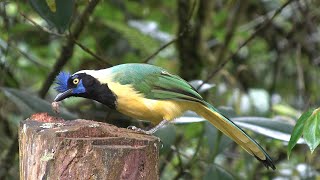 Birds of Central Colombia part five Jardin and surroundings [upl. by Con]