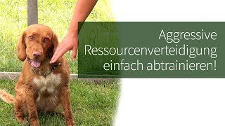 Ressourcenverteidigung Hund ► Aggressive Ressourcenverteidigung einfach abtrainieren [upl. by Kerrill21]