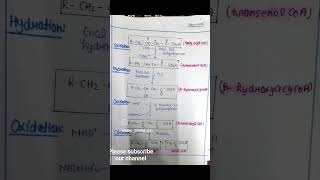 Beta oxidation of fatty acid palmitic acid biochemistry notes unit 3 biochemistry fattyacids [upl. by Huntley]