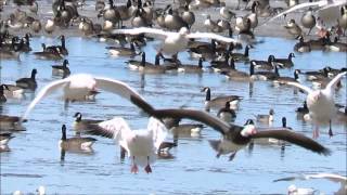 Snow Geese and Canada Geese  Cobbs Lake Creek Prescott and Russell County Ontario [upl. by Lanna]