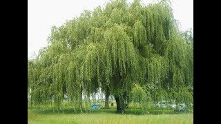 Weeping willow tree  Salix babylonica  Why i use this tree in my pond [upl. by Llyrad]